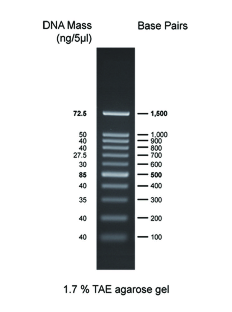 DNA Markers for Gel Electrophoresis